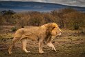 101 Masai Mara, leeuw